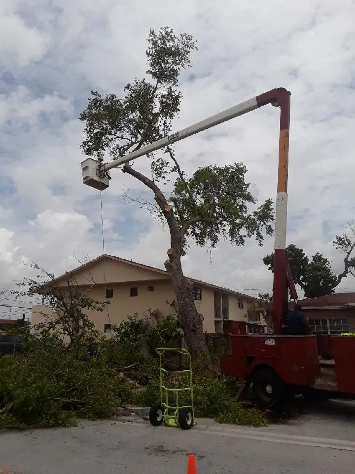 Reliable landscaping services in Plantation, FL by Legendary Lawn & Trees