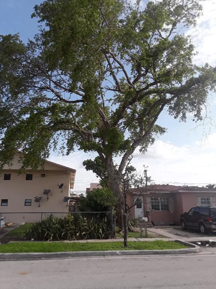 Custom landscaping services in Plantation, FL - Legendary Lawn & Trees