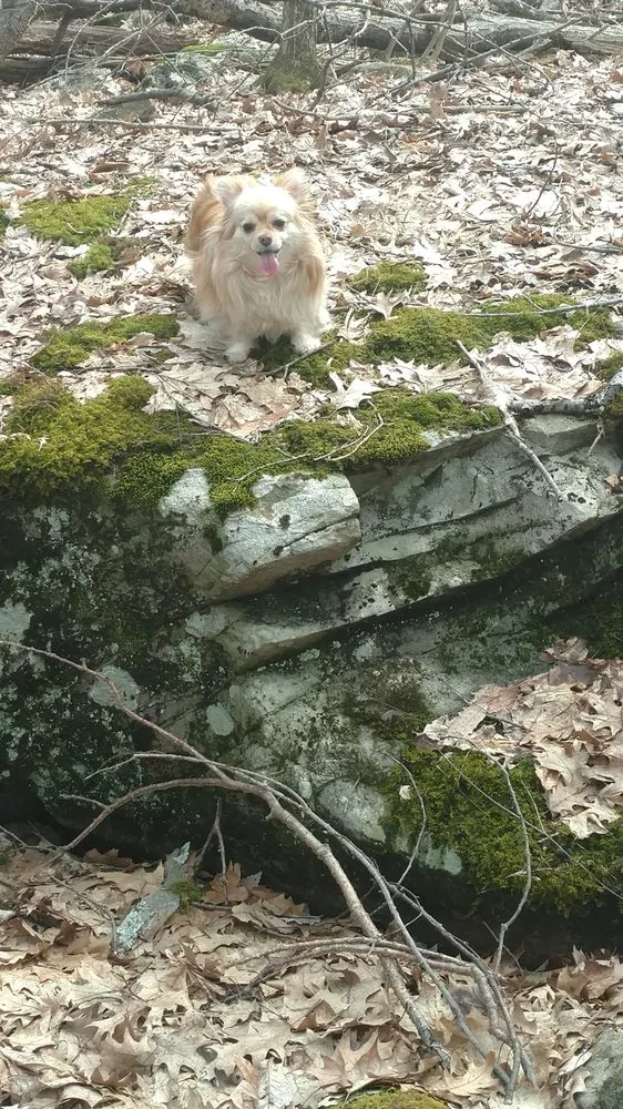 Professional lawn care service for year-round maintenance in Averill Park, NY by Legends Hardscapes