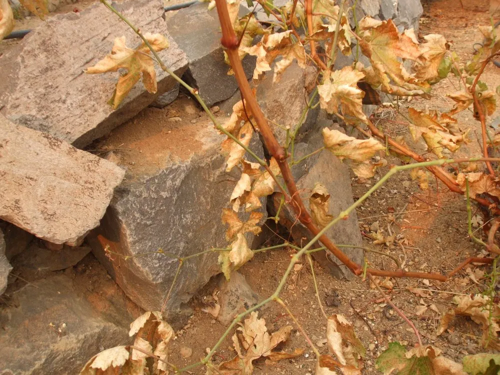 Affordable residential landscaping for homes across Sparks, NV - Legends Landscaping