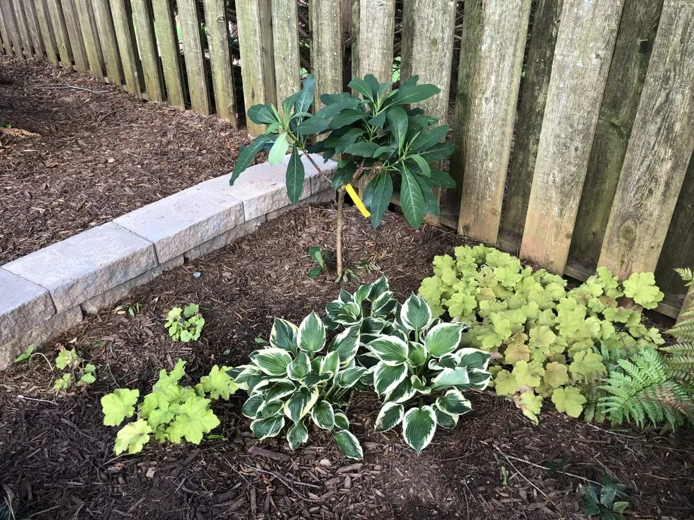 Affordable lawn mowing service for homes in Acworth, GA by Legion Landscaping