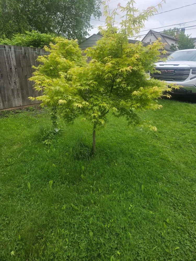 Affordable residential landscaping in West Seneca, NY by Legion Services