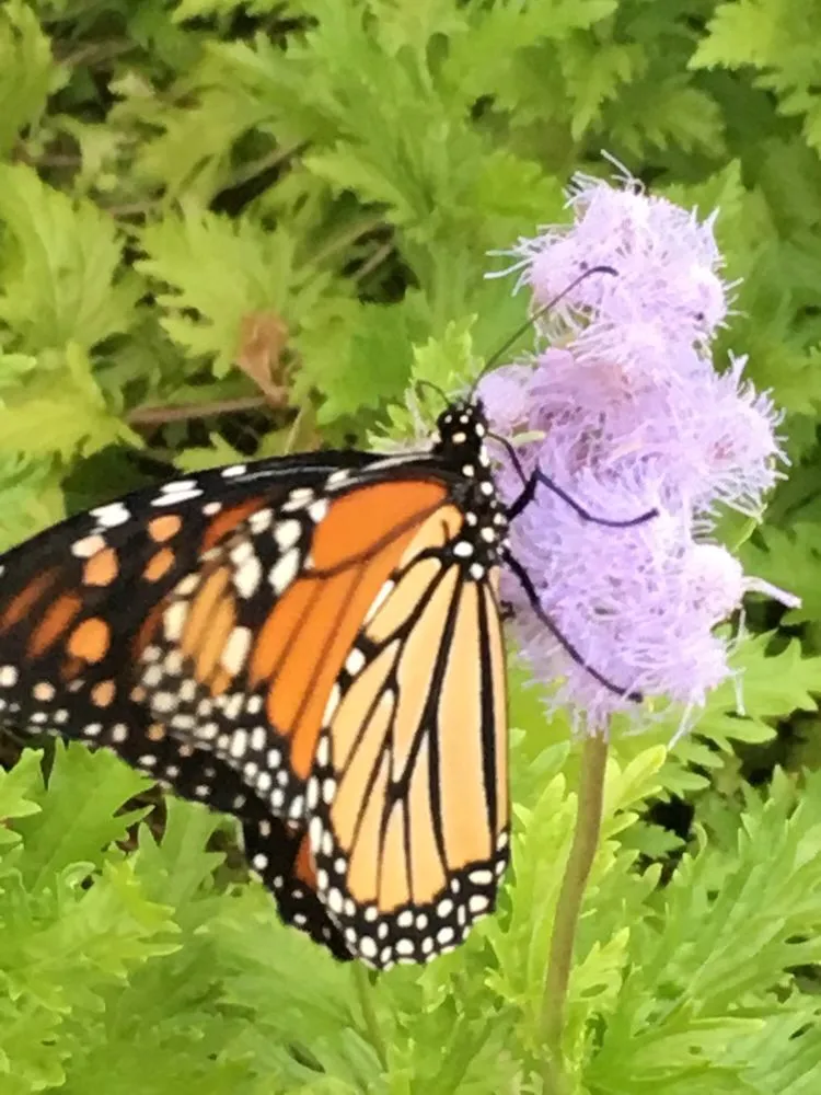 Affordable residential landscaping in Richardson, TX - Legit Landscapes