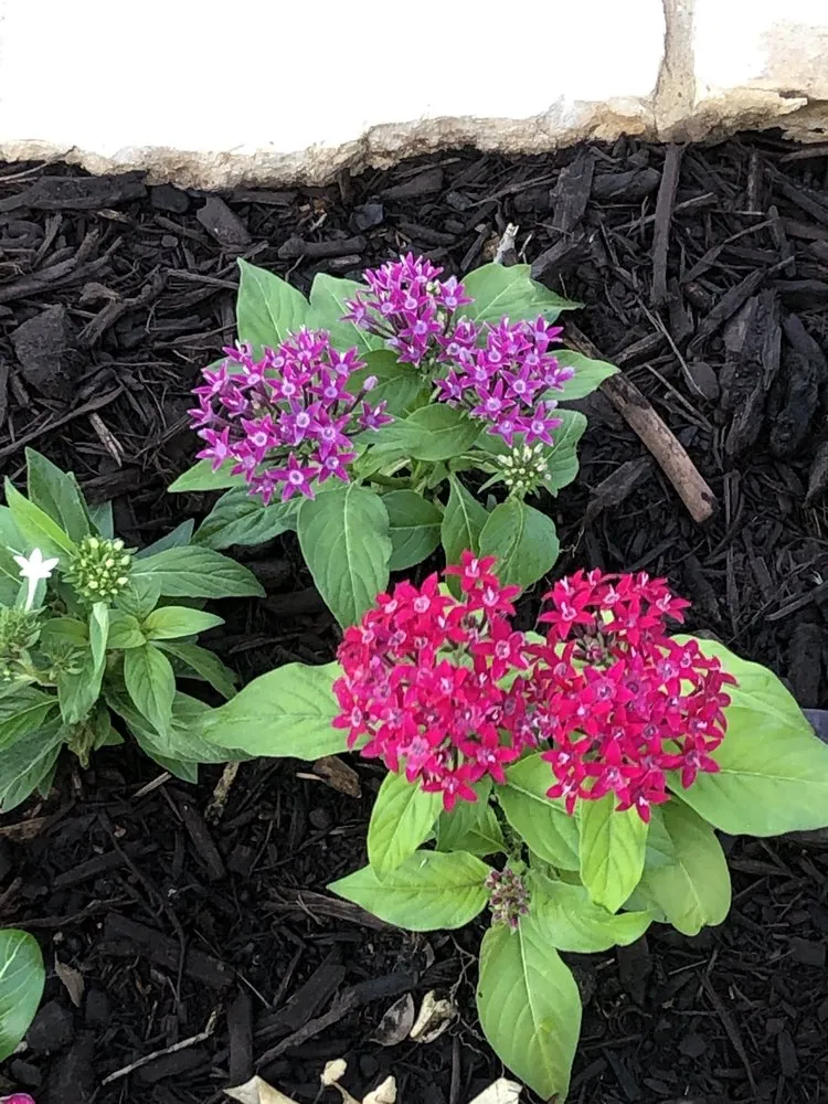 Professional yard maintenance in Richardson, TX - Legit Landscapes