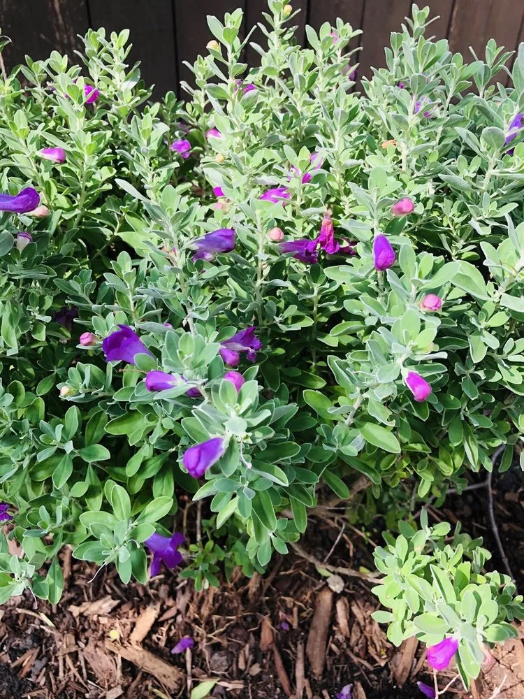 Reliable landscaping services experts serving Richardson, TX - Legit Landscapes