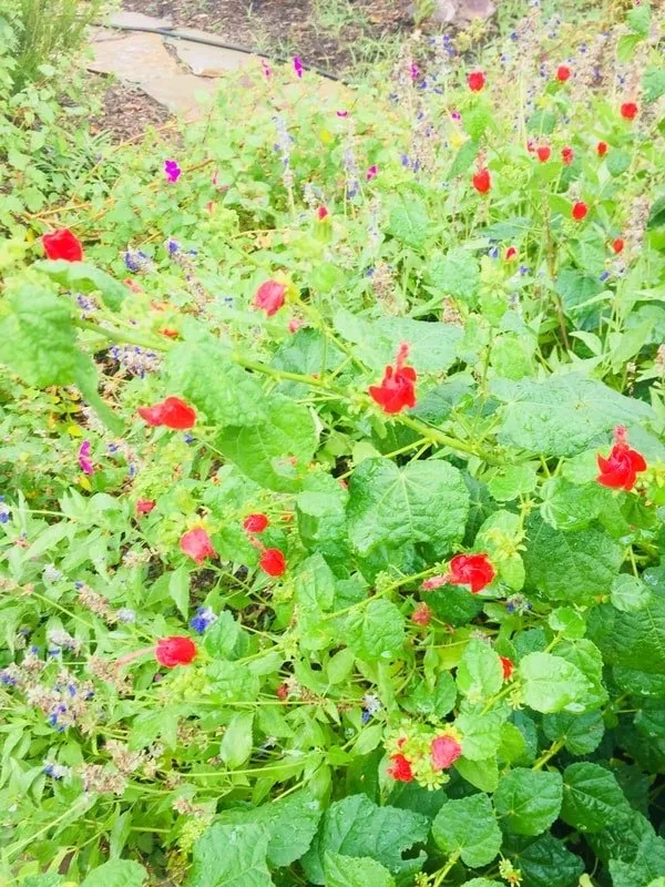 Reliable residential landscaping with custom design across Richardson, TX - Legit Landscapes