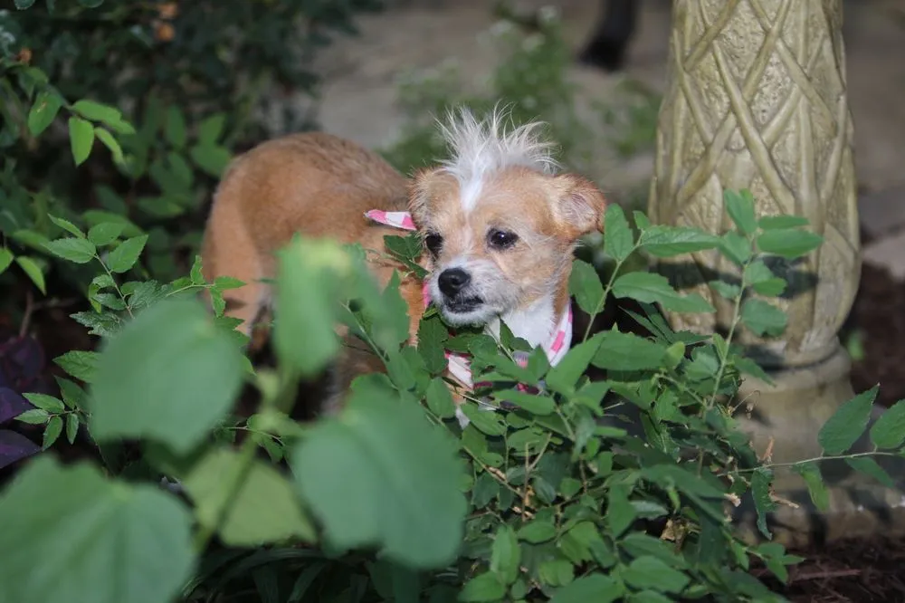 Local yard cleanup service near you in Richardson, TX by Legit Landscapes