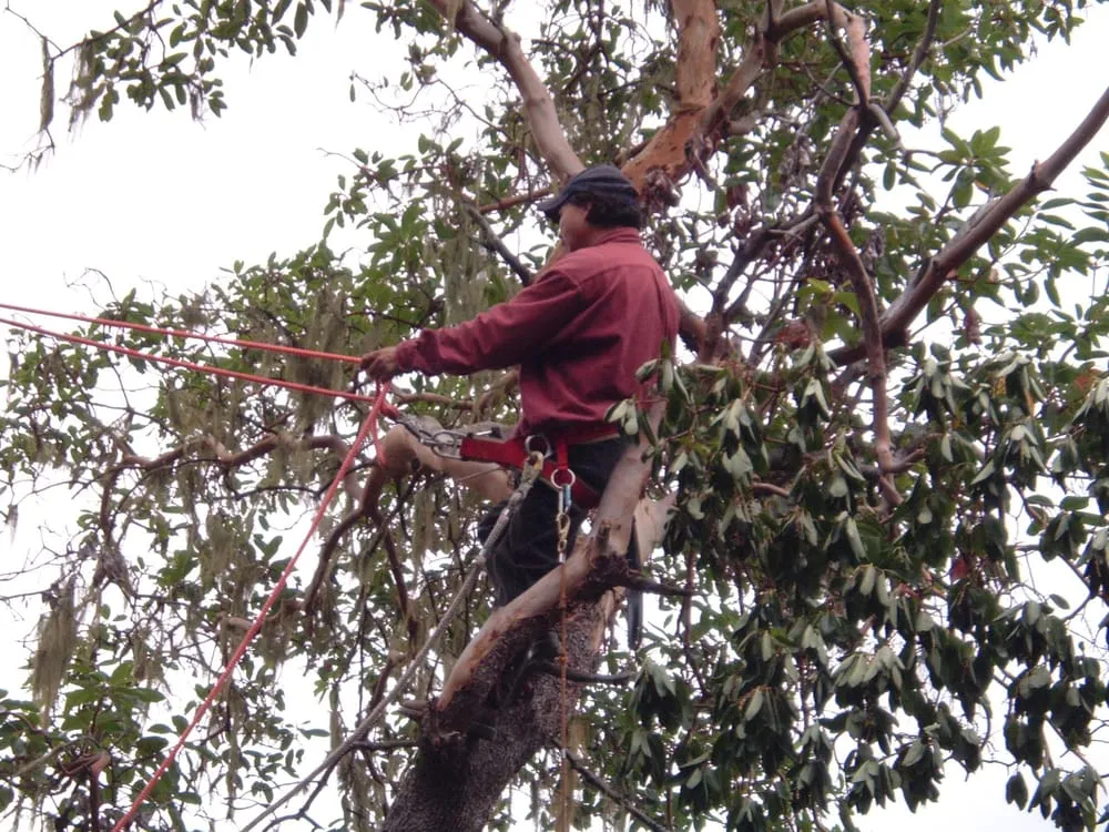 Custom landscaping services in Mill Valley, CA by Leh Landscape-Hauling & Tree Service