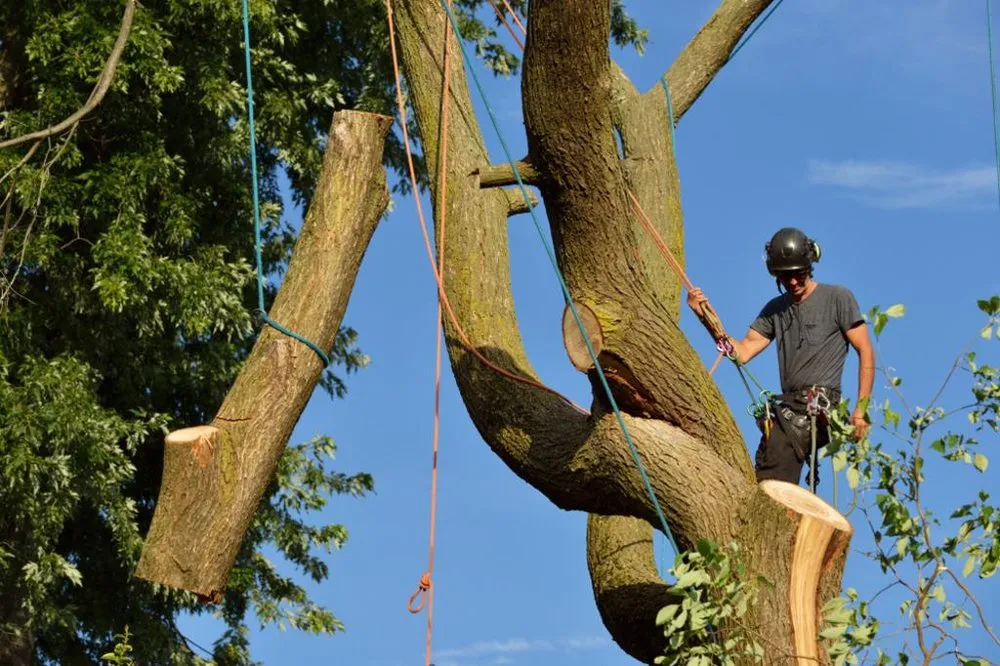 Trusted yard maintenance in Bethlehem, PA by Lehigh Valley Tree Removal and Landscaping