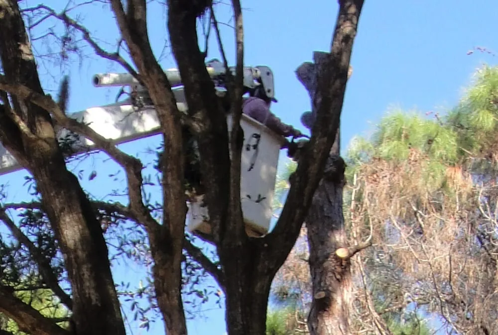 Affordable yard maintenance in Palmetto, FL by Leilani Tree & Land Services