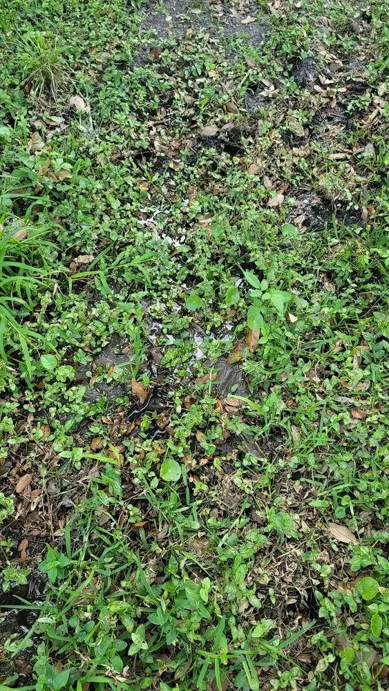 Expert landscape installation in Palmetto, FL - Leilani Tree & Land Services