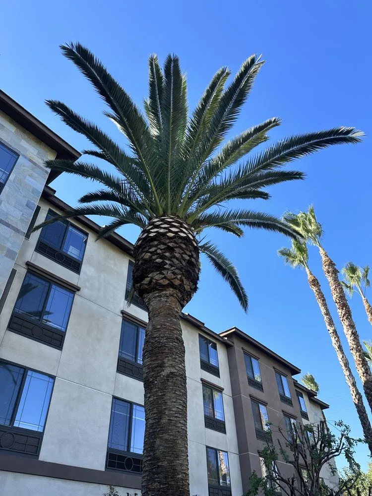 Reliable landscape design in Costa Mesa, CA - Leilas Earth Landscape