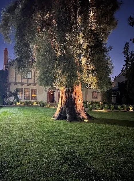 Trusted yard cleanup service for outdoor upgrades across Costa Mesa, CA - Leilas Earth Landscape