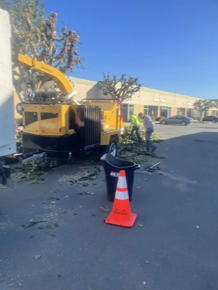 Reliable lawn care service in Costa Mesa, CA by Leilas Earth Landscape