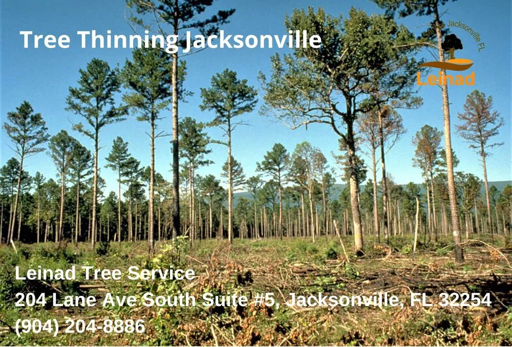 Local outdoor landscaping for year-round maintenance in Jacksonville, FL by Leinad Tree Service - Jacksonville