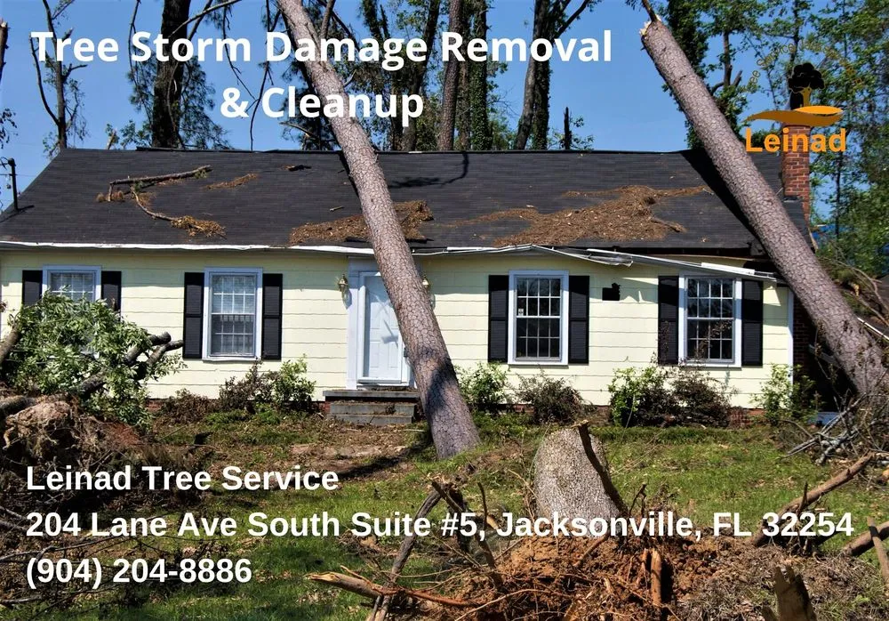 Local yard maintenance experts serving Jacksonville, FL - Leinad Tree Service - Jacksonville