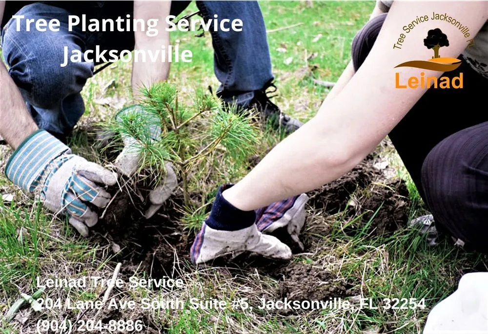Reliable yard cleanup service near you across Jacksonville, FL - Leinad Tree Service - Jacksonville