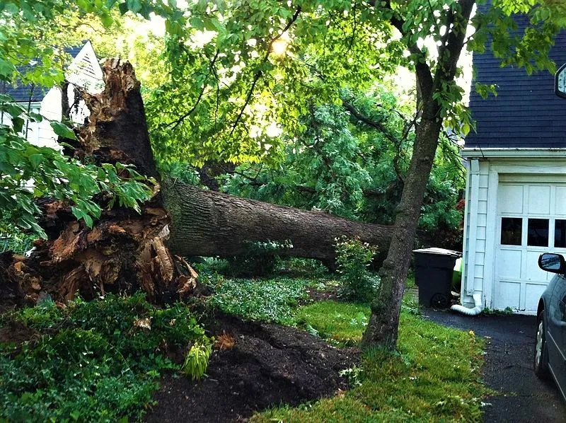 Reliable outdoor landscaping in Jacksonville, FL by Leinad Tree Service - Jacksonville