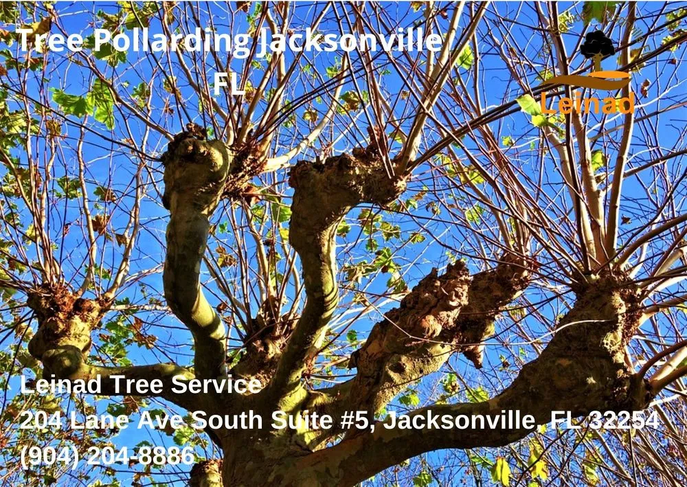 Custom landscape design in Jacksonville, FL - Leinad Tree Service - Jacksonville