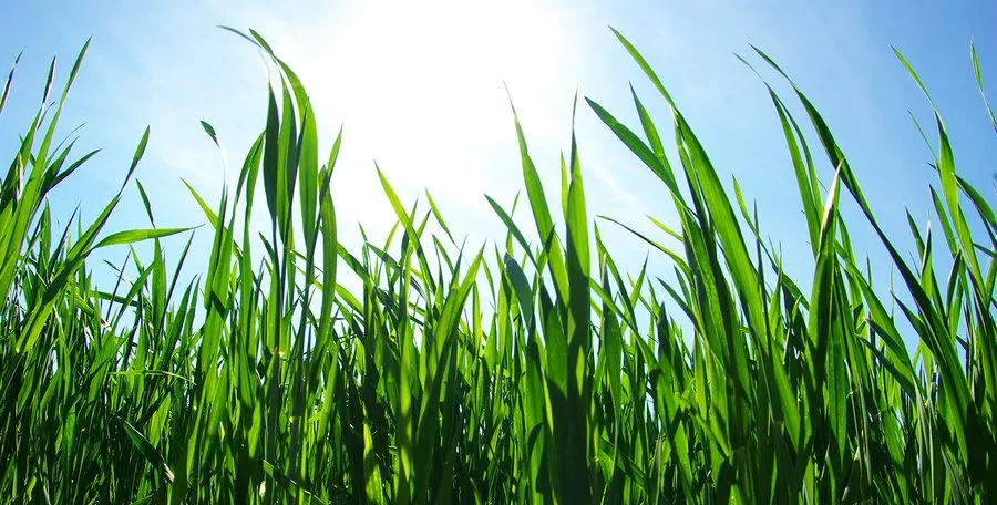 Affordable landscaping services for beautiful yards in Idaho Falls, ID by Leisure Lawn of Idaho