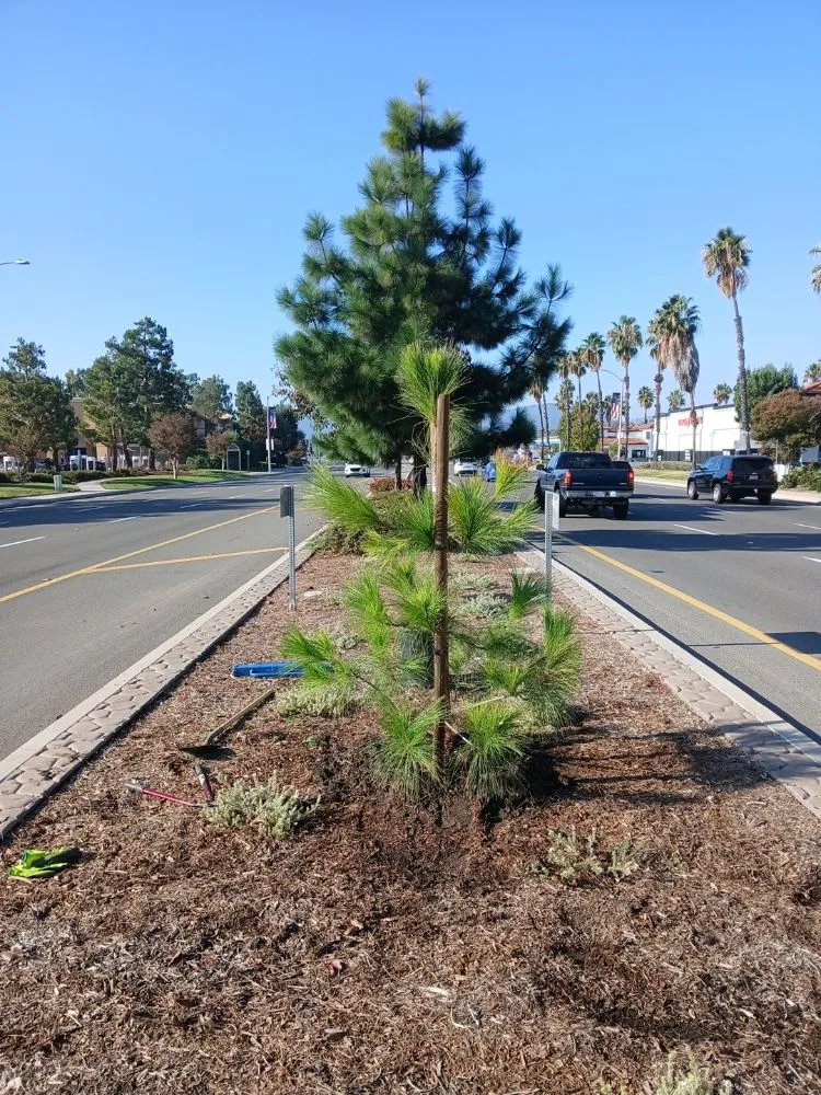 Reliable lawn mowing service experts serving Lake Elsinore, CA - Leiva Landscaping