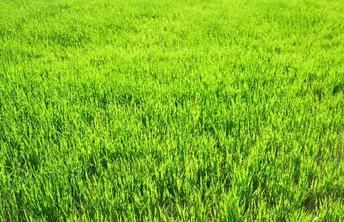 Trusted residential landscaping in Leland, NC - Leland Sod