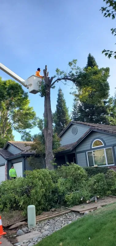 Reliable lawn care service in Sacramento, CA - Lemcy Tree Service