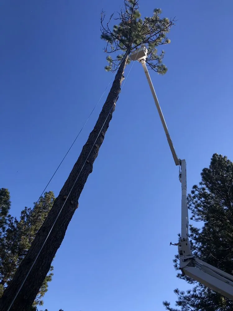 Local landscape design in Sacramento, CA - Lemcy Tree Service