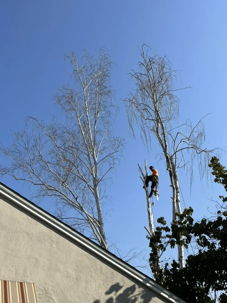 Top-rated landscape design for year-round maintenance across Sacramento, CA - Lemcy Tree Service