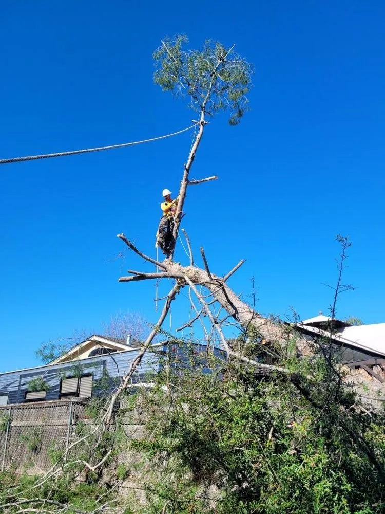 Reliable landscape design in Sacramento, CA - Lemcy Tree Service
