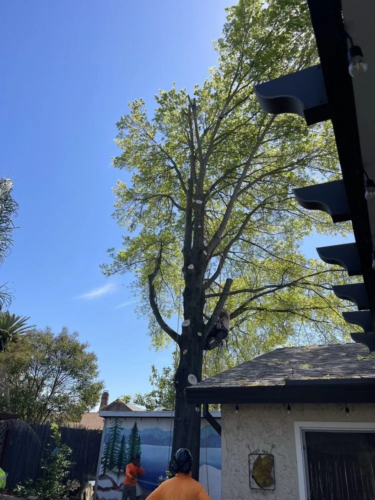 Affordable garden landscaping in Sacramento, CA by Lemcy Tree Service