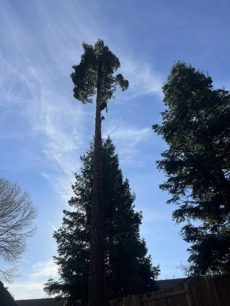 Local lawn mowing service in Sacramento, CA - Lemcy Tree Service