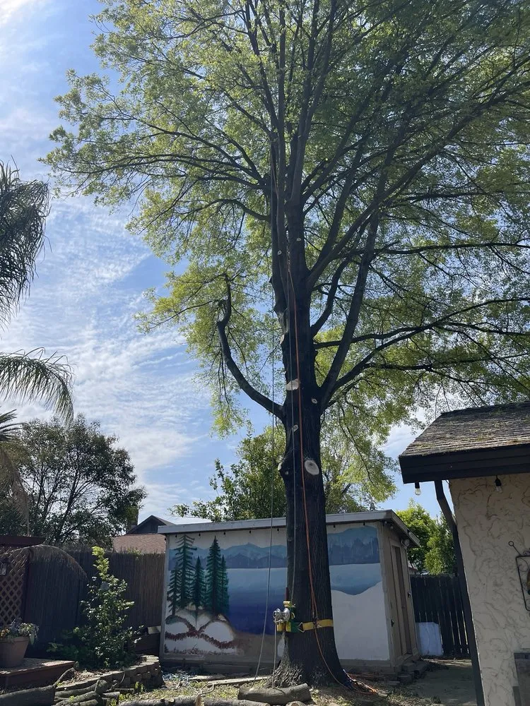 Trusted residential landscaping in Sacramento, CA by Lemcy Tree Service