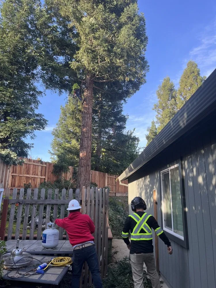 Local garden landscaping for homes across Sacramento, CA - Lemcy Tree Service