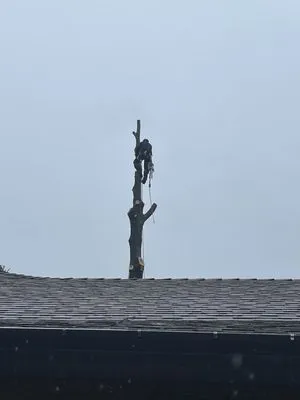 Lemcy Tree Service Logo