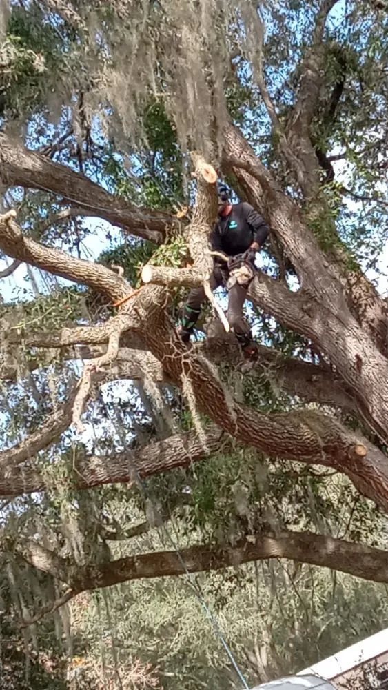 Affordable yard cleanup service experts serving Ocala, FL - Lemirand Tree & Landscape