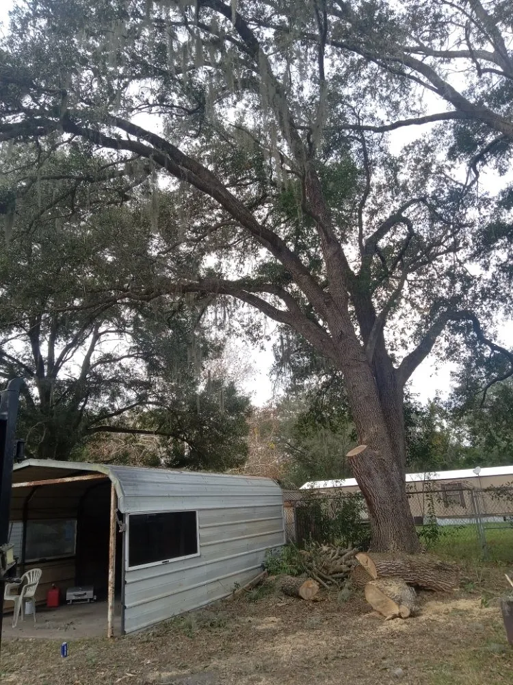 Expert yard cleanup service for year-round maintenance in Ocala, FL by Lemirand Tree & Landscape