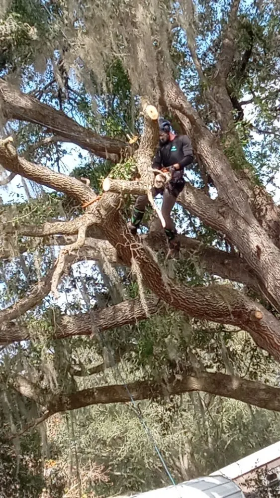 Reliable lawn care service for outdoor upgrades across Ocala, FL - Lemirand Tree & Landscape