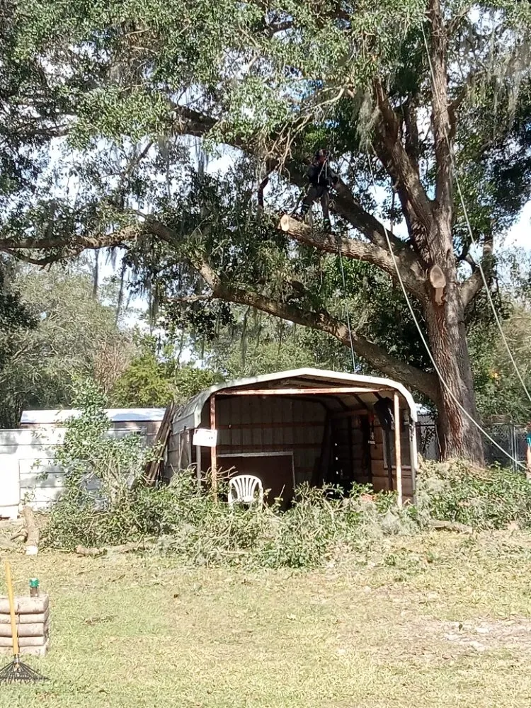 Expert outdoor landscaping in Ocala, FL by Lemirand Tree & Landscape