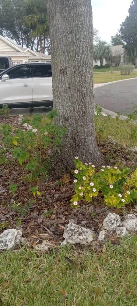 Expert landscape design for residential properties in Ocala, FL by Lemirand Tree & Landscape