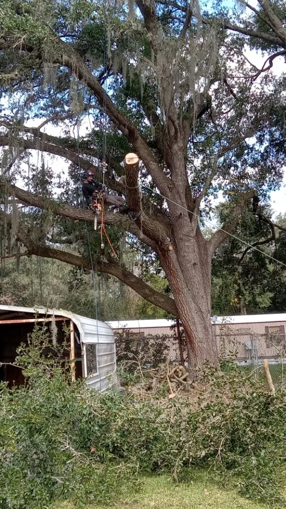 Reliable lawn mowing service in Ocala, FL by Lemirand Tree & Landscape