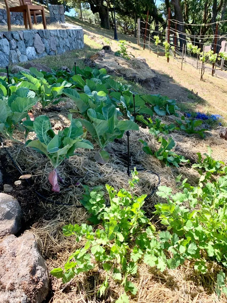 Top-rated landscape installation in Novato, CA by Lemons & Lavender Edible Gardens