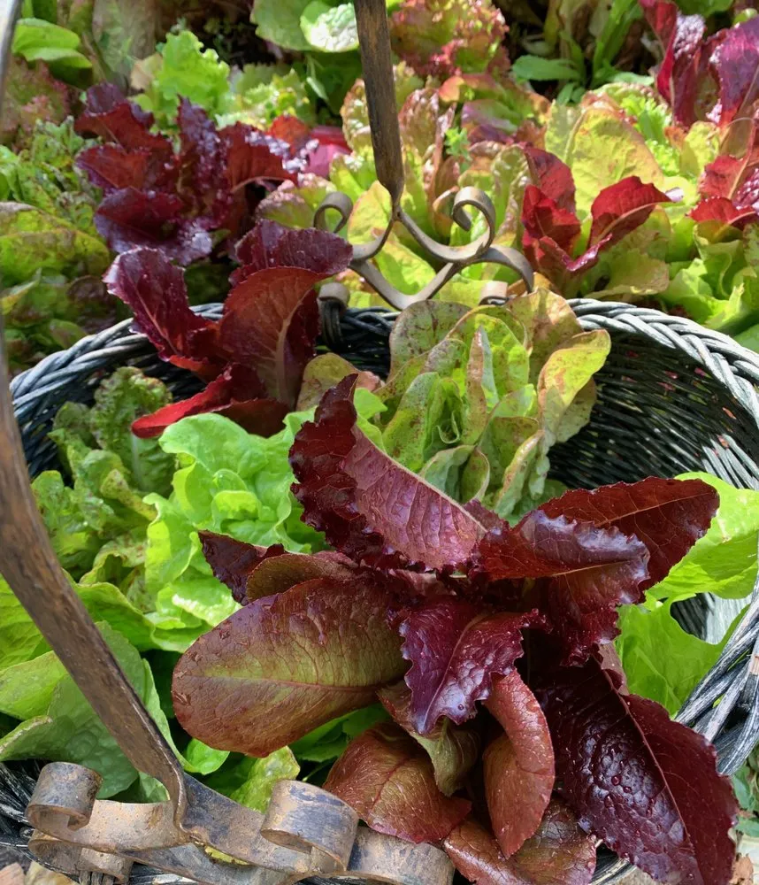 Expert residential landscaping in Novato, CA - Lemons & Lavender Edible Gardens