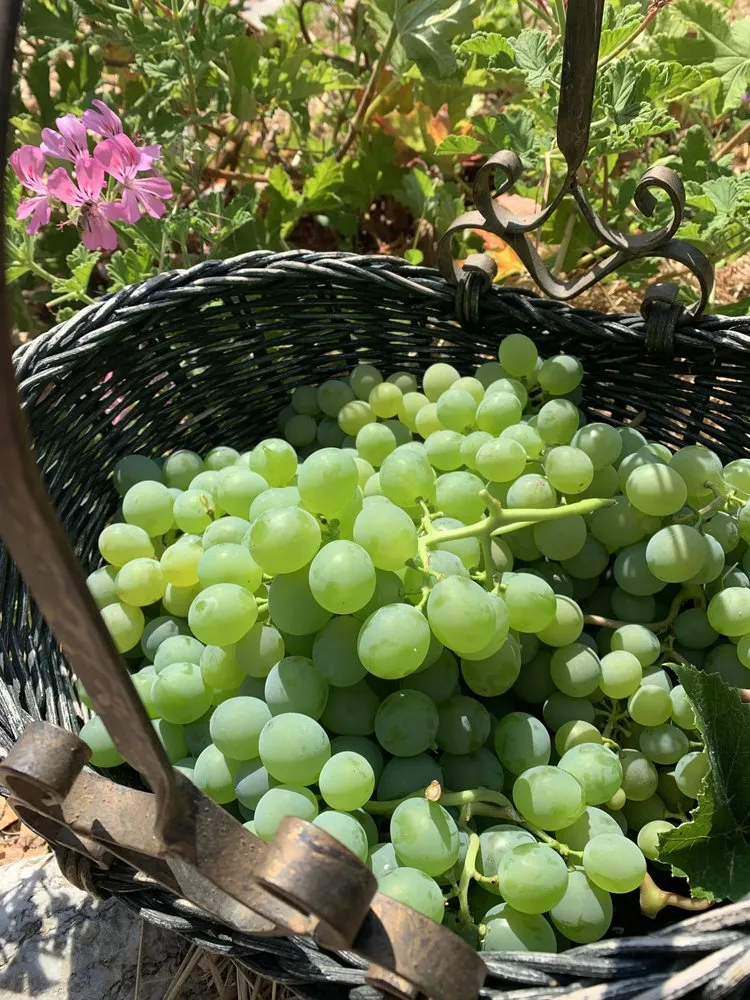 Professional yard cleanup service in Novato, CA - Lemons & Lavender Edible Gardens