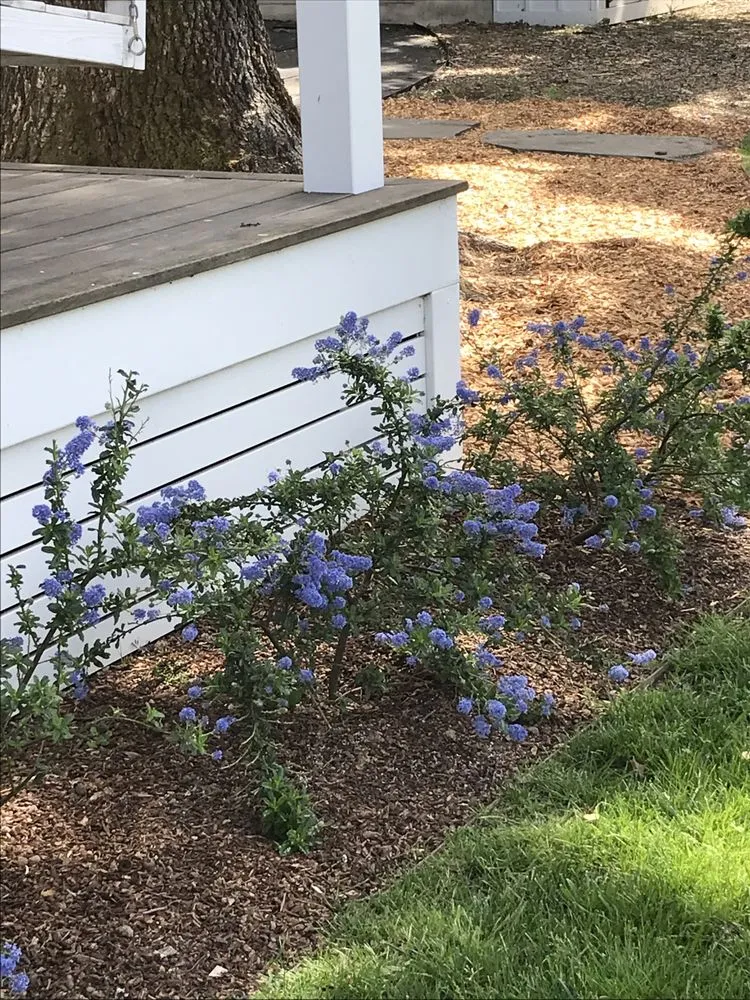 Top-rated lawn mowing service for year-round maintenance across Novato, CA - Lemons & Lavender Edible Gardens