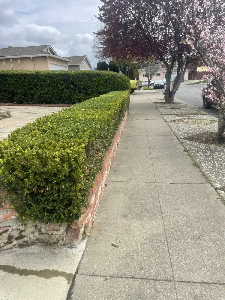 Affordable landscaping services in Oakland, CA - Lemonwood Lawn Solutions