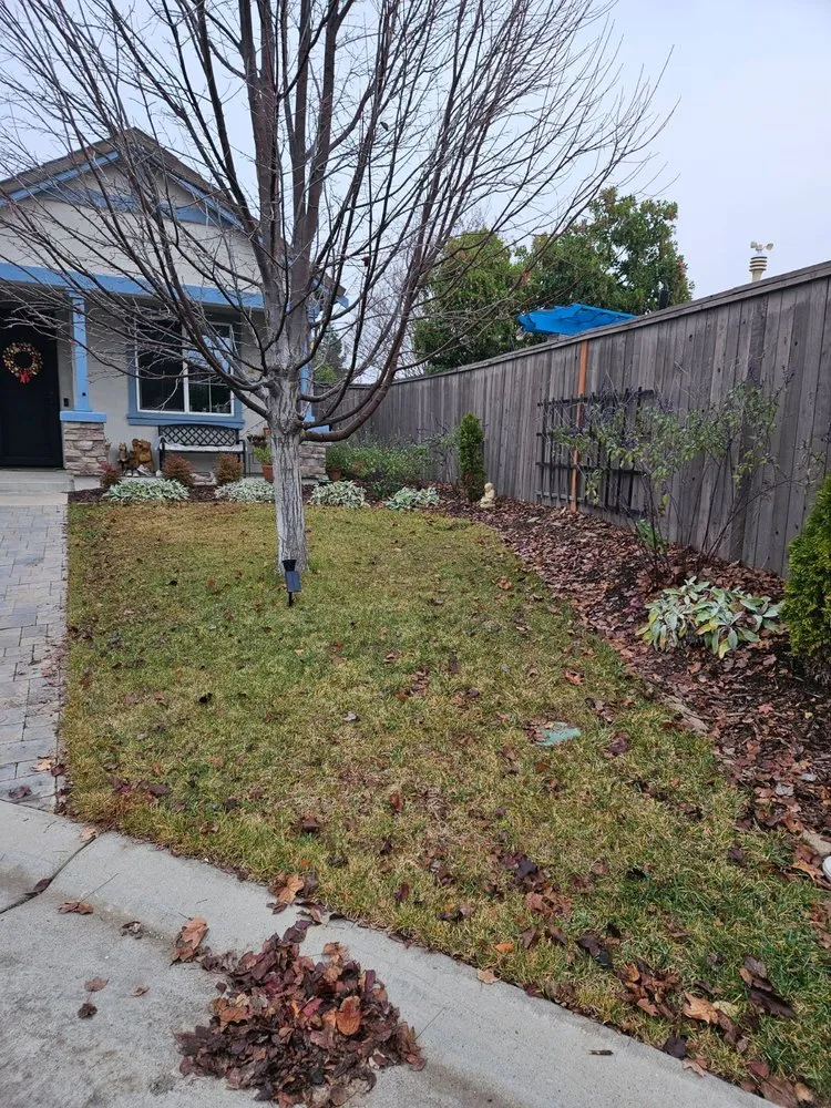 Affordable yard cleanup service for year-round maintenance in Roseville, CA by Lemos Landscape Inc.