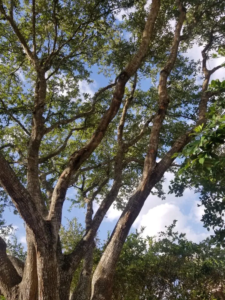 Custom yard cleanup service in San Antonio, TX by Lemus Landscaping and Tree Service