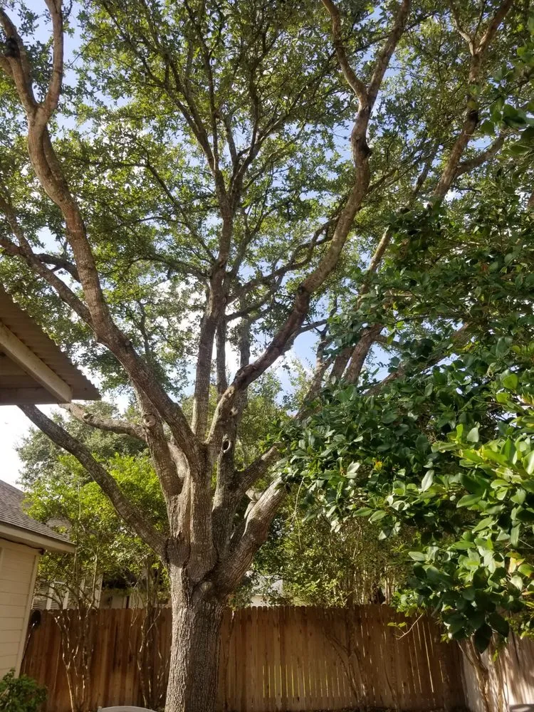 Affordable lawn care service in San Antonio, TX - Lemus Landscaping and Tree Service