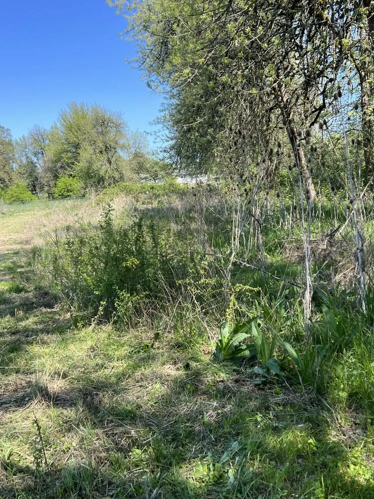 Top-rated residential landscaping experts serving McMinnville, OR - Lemus Landscaping